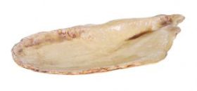 Bandeja Mejillón 34x15,5cm (Caja 4 unidades)